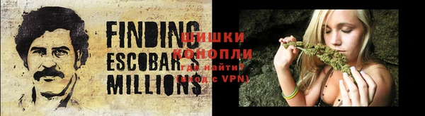 прущие грибы Бородино