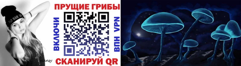 Купить  Сланцы  Псилоцибиновые грибы Psilocybe 
